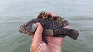 Image result for Centropristis striata