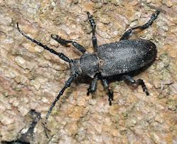 Attēlu rezultāti vaicājumam “Lamia textor”