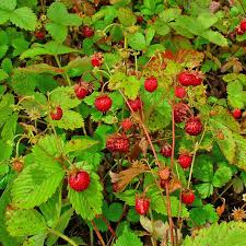 Attēlu rezultāti vaicājumam “Fragaria vesca leaf”
