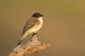 Image result for Sayornis phoebe