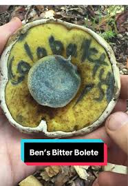 Attēlu rezultāti vaicājumam “Brefeldia maxima young”