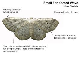 Attēlu rezultāti vaicājumam “Idaea biselata”