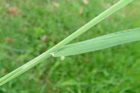 Attēlu rezultāti vaicājumam “Holcus lanatus  fruit”