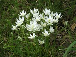 Attēlu rezultāti vaicājumam “Ornithogalum umbellatum”