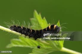 Attēlu rezultāti vaicājumam “Macrothylacia rubi larva”