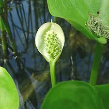 Attēlu rezultāti vaicājumam “Calla palustris”
