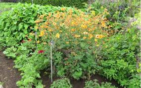 Attēlu rezultāti vaicājumam “Geum x intermedium”