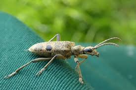 Attēlu rezultāti vaicājumam “Rhagium mordax”