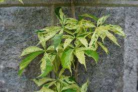 Attēlu rezultāti vaicājumam “Parthenocissus quinquefolia”