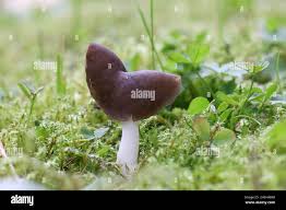 Attēlu rezultāti vaicājumam “Helvella elastica”