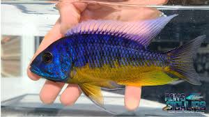 Attēlu rezultāti vaicājumam “Protapion sp.”