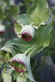 Image result for Helleborus foetidus