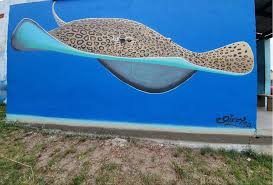 Image result for Himantura uarnak