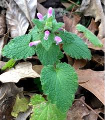 Attēlu rezultāti vaicājumam “Lamium purpureum leaf”