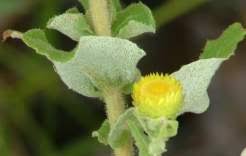 Image result for Helichrysum foetidum