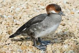 Attēlu rezultāti vaicājumam “Mergus albellus”