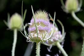 Attēlu rezultāti vaicājumam “Dipsacus fullonum fruit”
