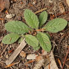 Attēlu rezultāti vaicājumam “Ajuga genevensis”