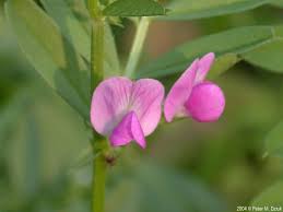 Attēlu rezultāti vaicājumam “Vicia”