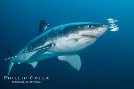 Image result for Carcharodon carcharias