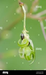 Attēlu rezultāti vaicājumam “Impatiens glandulifera fruit”