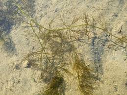 Attēlu rezultāti vaicājumam “Ceratophyllum submersum”