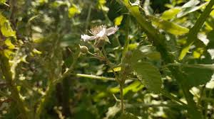 Attēlu rezultāti vaicājumam “Rubus caesius flower”
