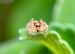 Attēlu rezultāti vaicājumam “Salticidae”