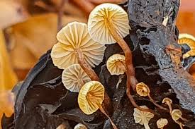 Attēlu rezultāti vaicājumam “Collybia tuberosa”