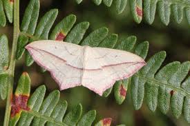 Attēlu rezultāti vaicājumam “Timandra comae”