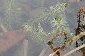 Attēlu rezultāti vaicājumam “Hippuris vulgaris leaf”
