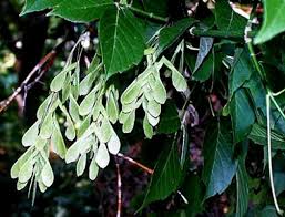Attēlu rezultāti vaicājumam “Acer negundo fruit”