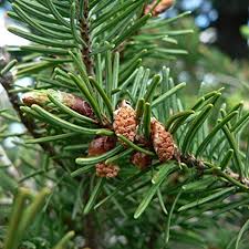 Attēlu rezultāti vaicājumam “Pseudotsuga menziesii flower”