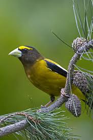 Image result for Hesperiphona vespertina