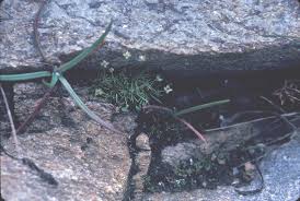 Attēlu rezultāti vaicājumam “Sagina procumbens fruit”