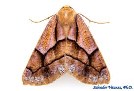 Attēlu rezultāti vaicājumam “Geometridae”