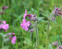 Image result for Silene dioica