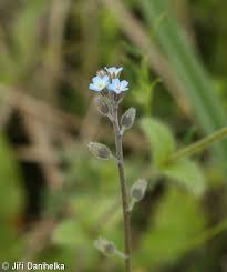 Attēlu rezultāti vaicājumam “Myosotis ramosissima”
