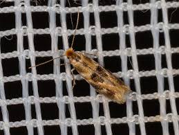 Attēlu rezultāti vaicājumam “Bucculatricidae”