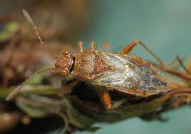 Attēlu rezultāti vaicājumam “Rhopalus maculatus”