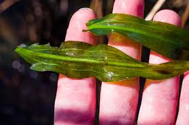 Attēlu rezultāti vaicājumam “Potamogeton praelongus”