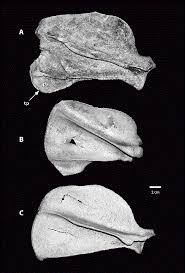 Image result for Fern Gray 1973 Jaguar