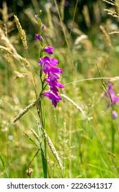Attēlu rezultāti vaicājumam “Gladiolus imbricatus bud”