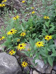 Attēlu rezultāti vaicājumam “Rudbeckia hirta var. pulcherrima”