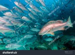 Image result for Lutjanus novemfasciatus