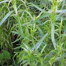 Image result for Artemisia dracunculus