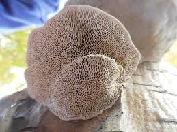 Attēlu rezultāti vaicājumam “Daedaleopsis confragosa”