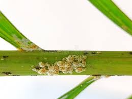 Attēlu rezultāti vaicājumam “Psallus sp. imago”