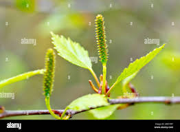 Attēlu rezultāti vaicājumam “Betula pubescens flower”