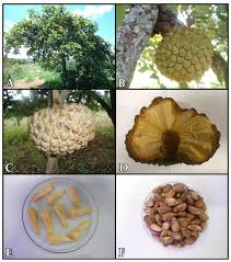 Attēlu rezultāti vaicājumam “Fruticola fruticum”